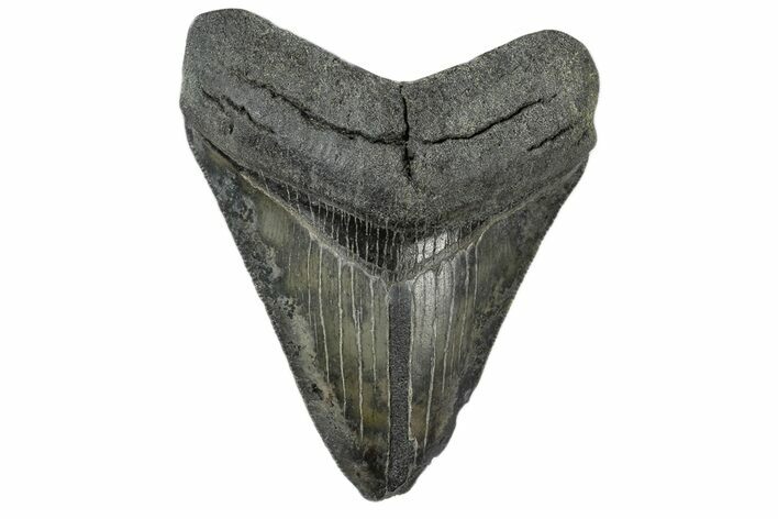 Serrated, Juvenile Megalodon Tooth - South Carolina #172102